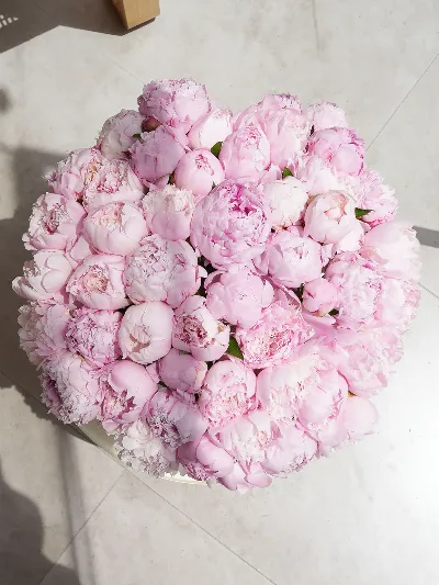 51 Dreamy Pink Peony