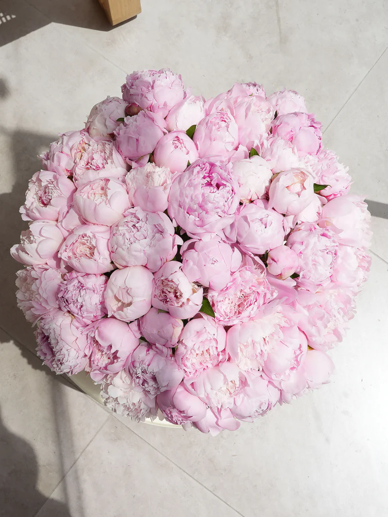 51 Dreamy Pink Peony