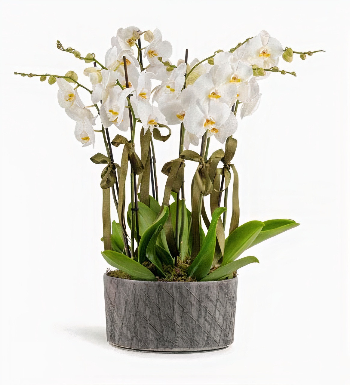 4x Double Branched White Orchid