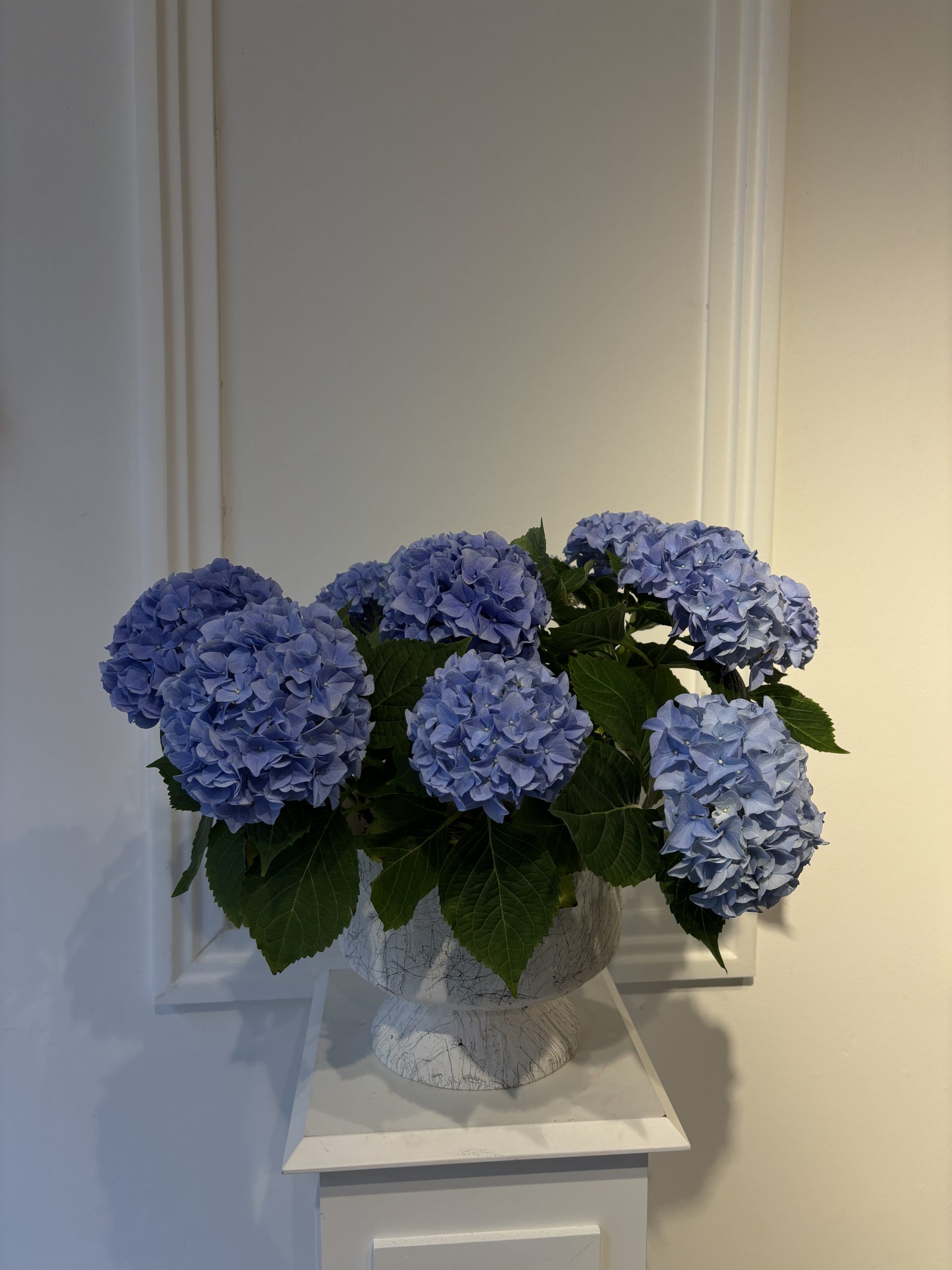 Blue Hydrangea