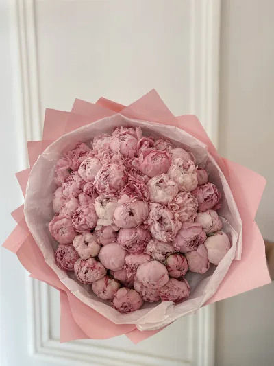 51 Pink Peony