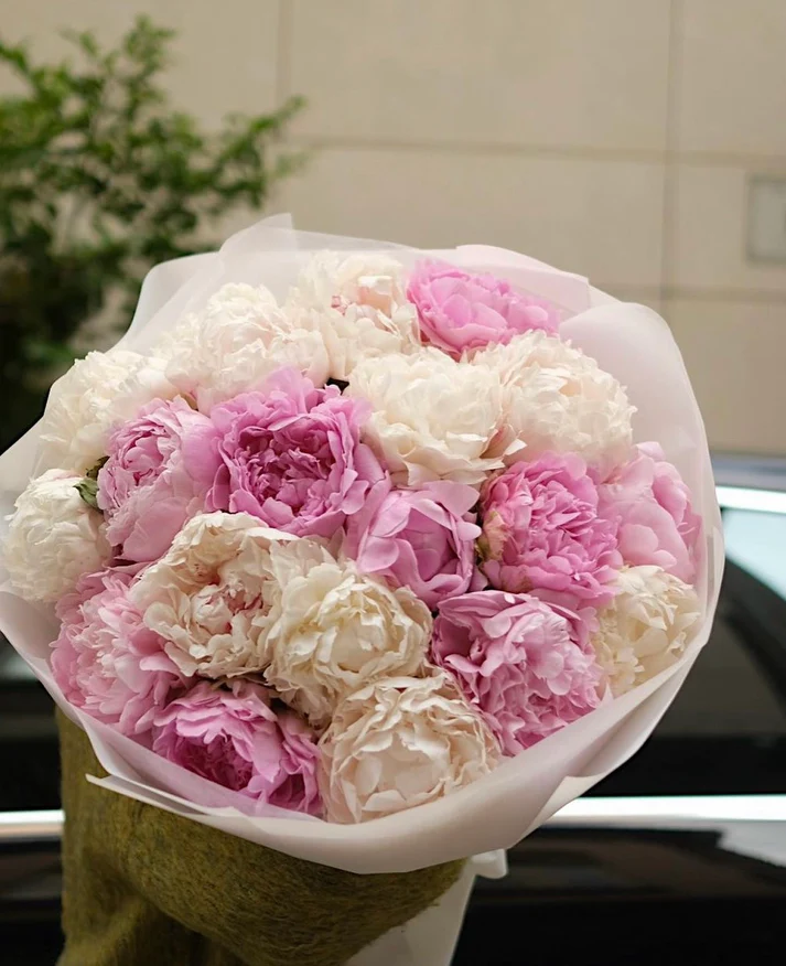 Pink White Peony