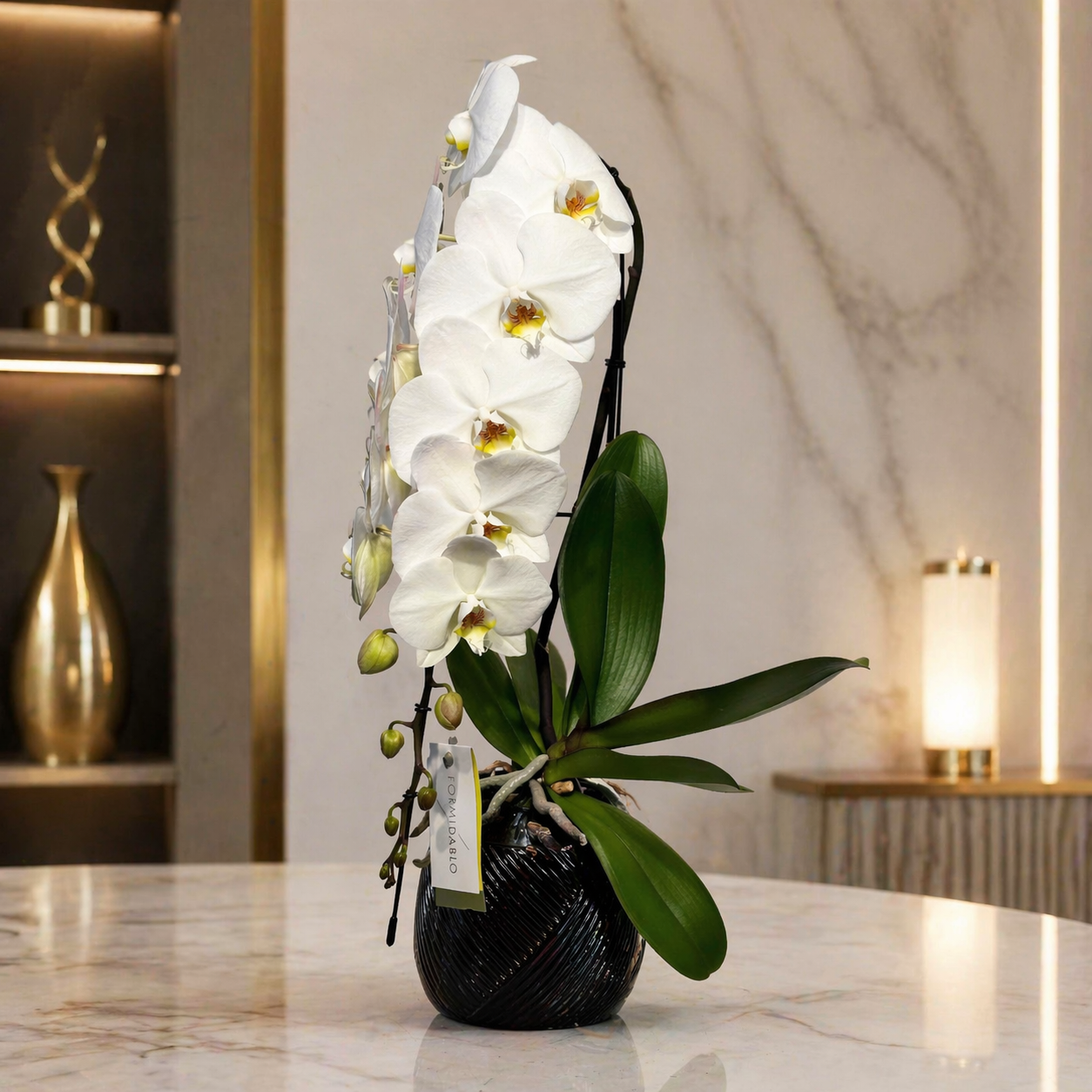 Formidablo White Luxury Orchid