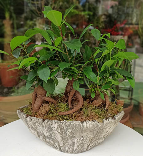Love Roots